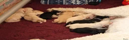 Labradoodle honden te koop: Prachtige Medium Labradoodle pups geboren  - Advertentie 8