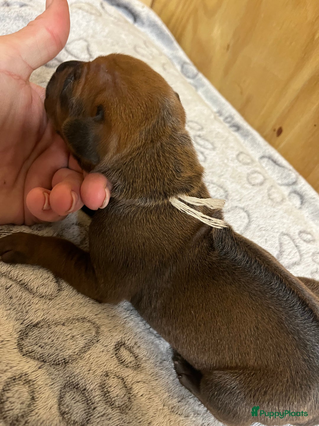 Rhodesian Ridgeback honden te koop: Rhodesian Ridgeback 7 reutjes geboren - Advertentie 13