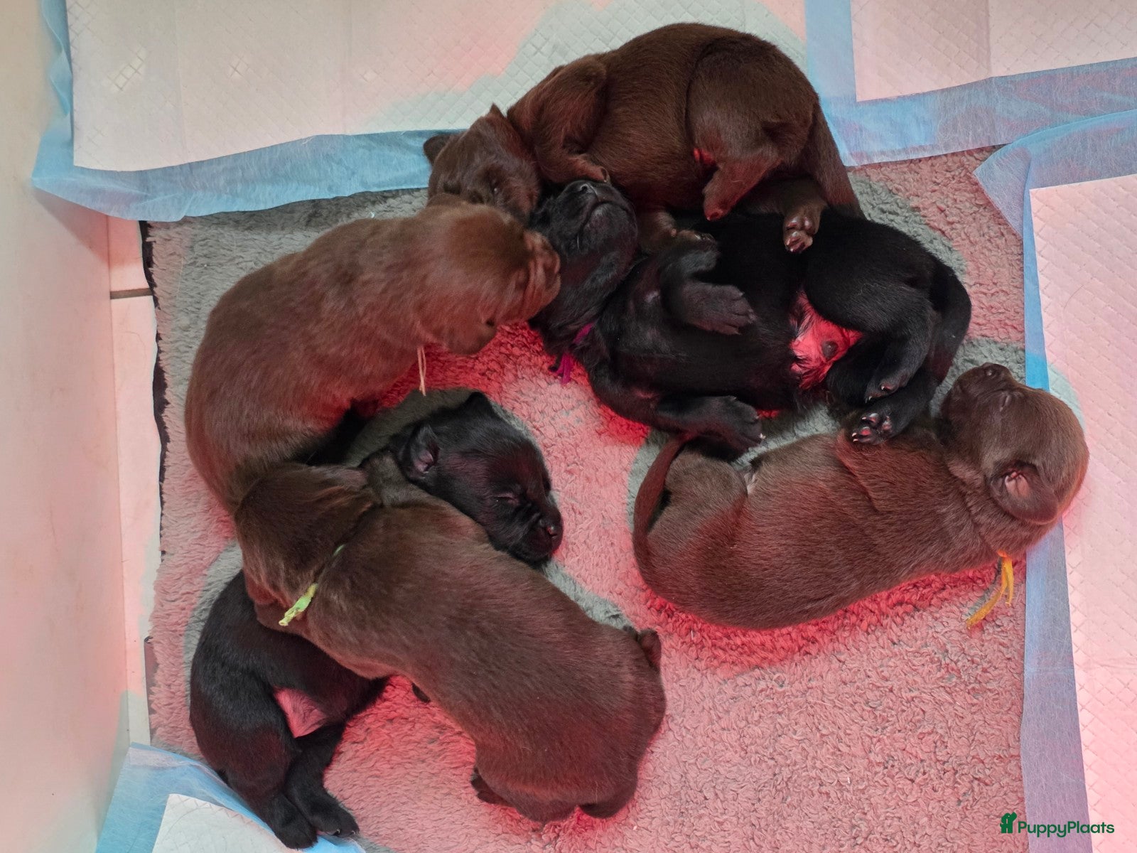 Labrador Retriever honden 6 mooie en lieve labradorpups - Advertentie 2