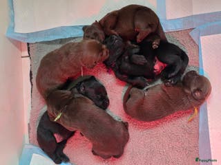 Labrador Retriever honden 6 mooie en lieve labradorpups - Advertentie 6