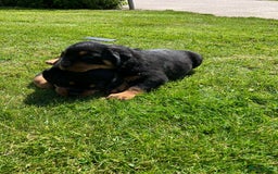 Rottweiler honden te koop: Rottweiler puppy met stamboom in IJsselmuiden - Afbeelding 6