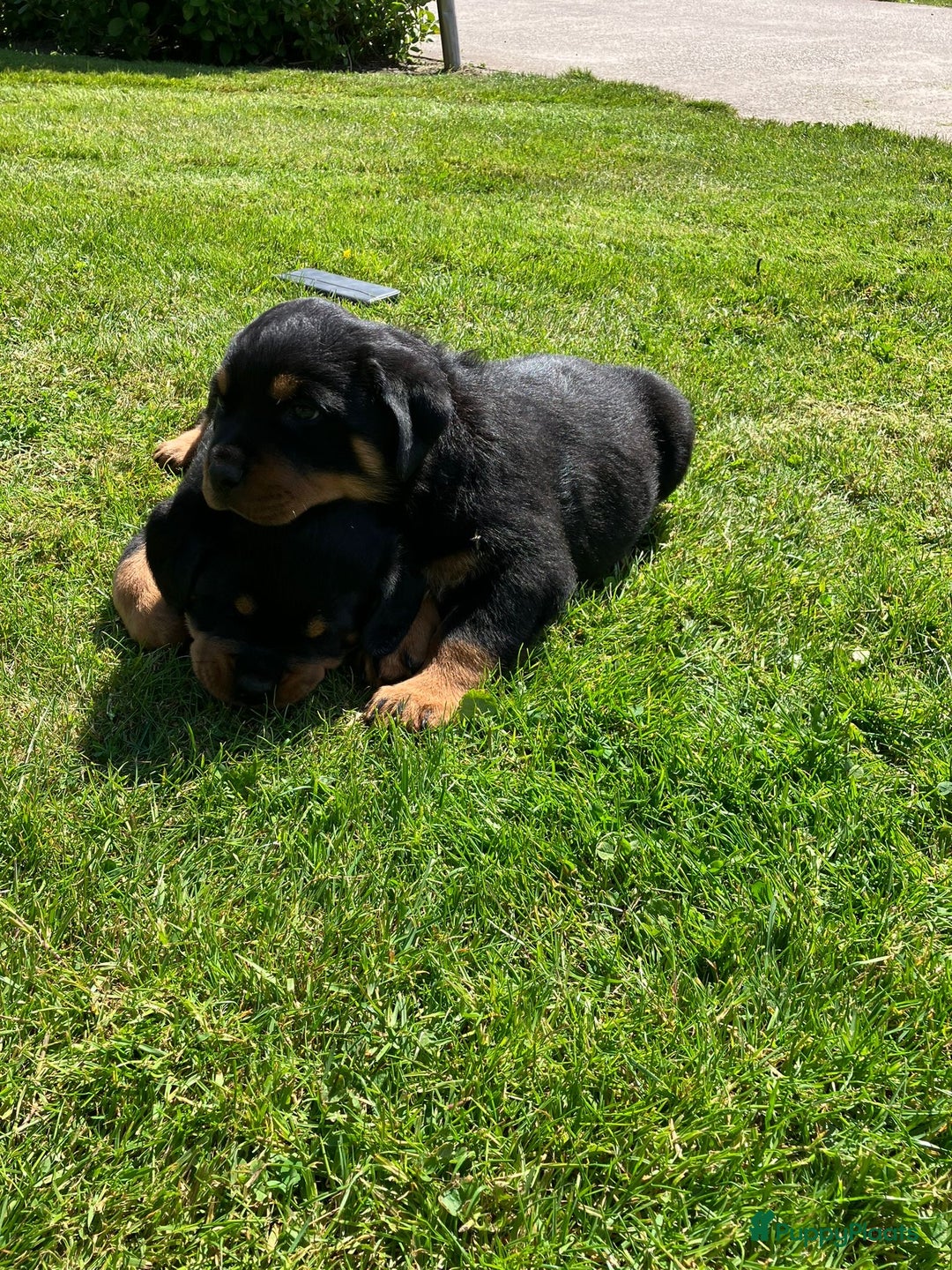 Rottweiler honden te koop: Rottweiler puppy met stamboom in IJsselmuiden - Afbeelding 6