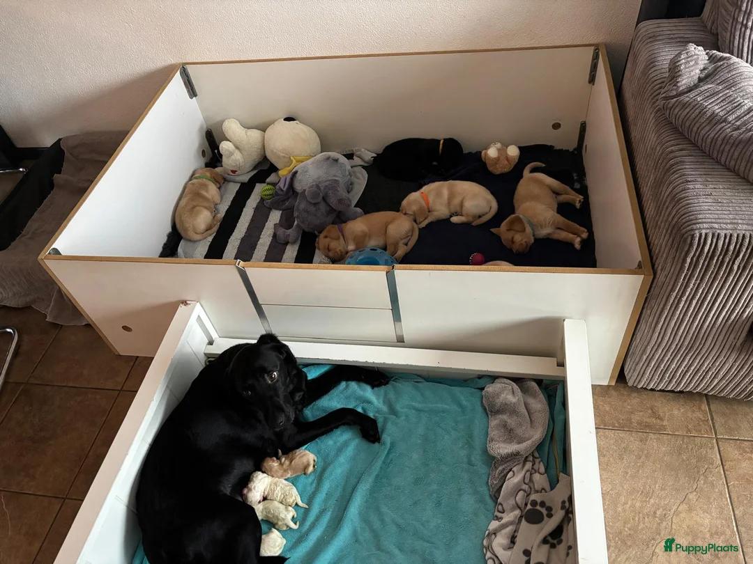 Kruising honden te koop: Maltipoo x Shih Tzu puppies - Advertentie 12