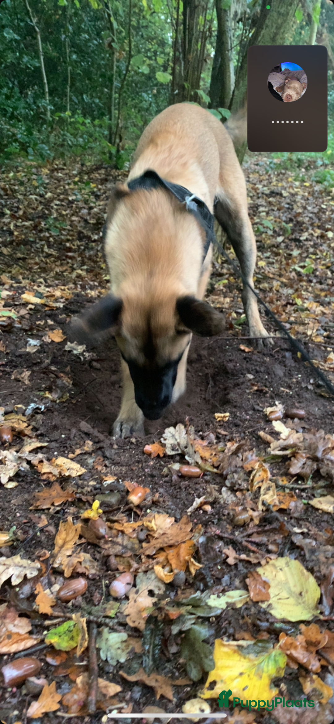 Mechelse Herder honden te koop: Mechelse Heder pup  - Advertentie 4