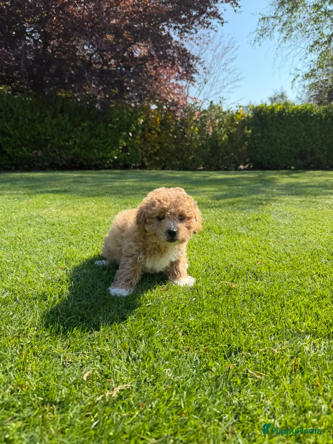 Maltipoo honden te koop: Maltipoo (Maltezer x Poedel) pups - Advertentie 2