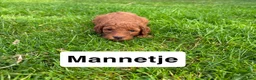Goldendoodle honden te koop: Goldendoodles F1B - Advertentie 7