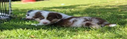 Australian Shepherd honden te koop: Australian shepherd pups beschikbaar - Advertentie 13