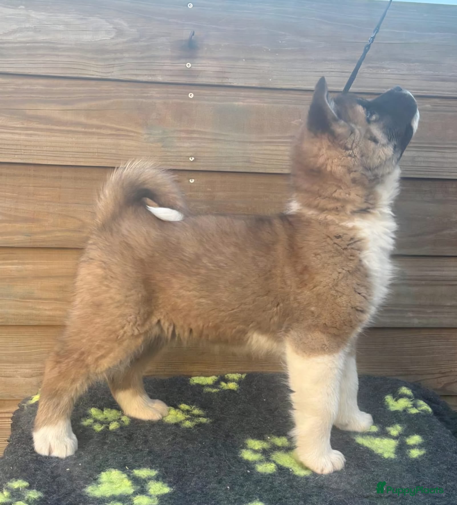 American Akita honden American Akita pups mogen meteen mee! - Advertentie 1