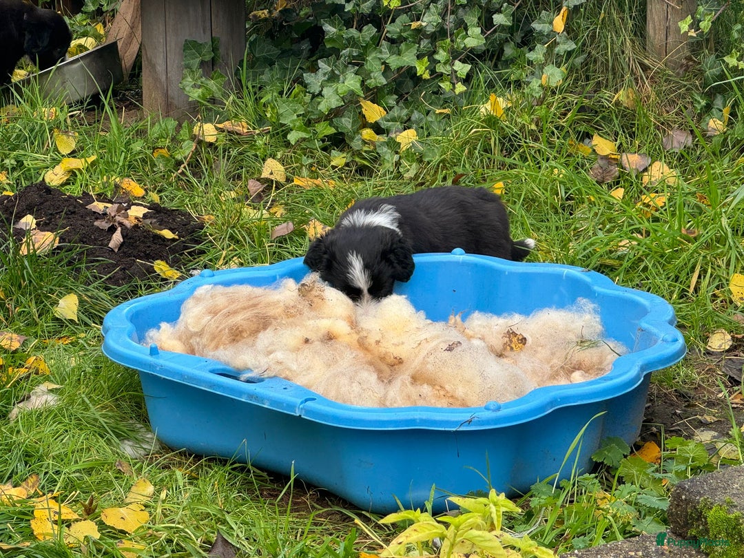 Bearded Collie honden te koop: Yoshi en Mario zoeken opnieuw hun gouden mandje! - Advertentie 7