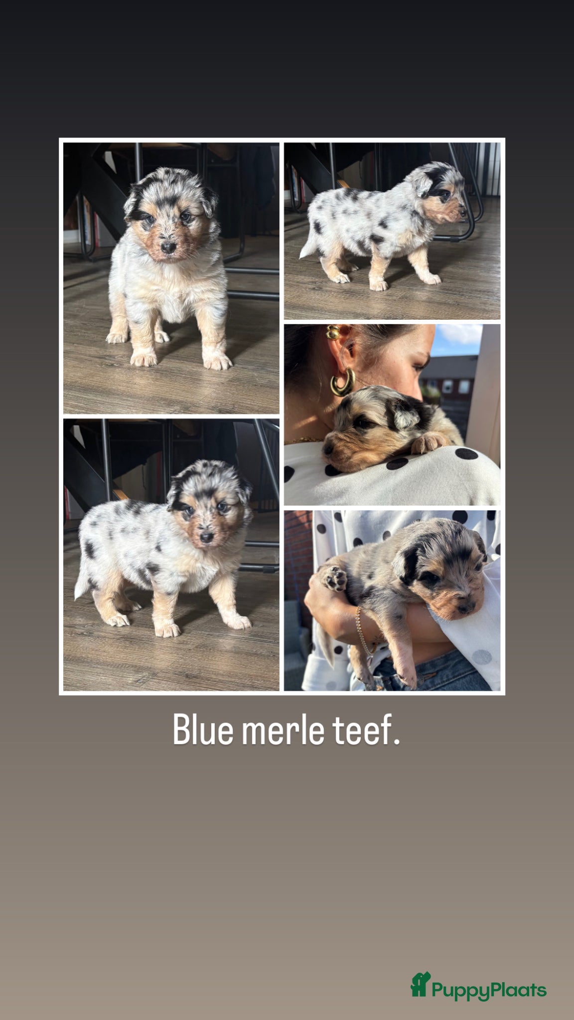 Australian Shepherd honden 1 blue merle teefje australian shepherd - Advertentie 1