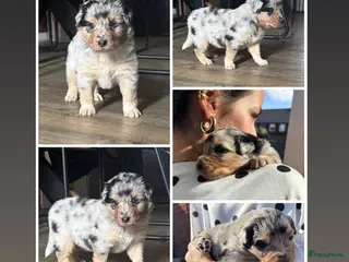 Australian Shepherd honden 1 blue merle teefje australian shepherd - Advertentie 3