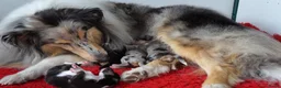 Schotse Herdershond langhaar honden te koop: Schotse Collie pup  - Advertentie 8