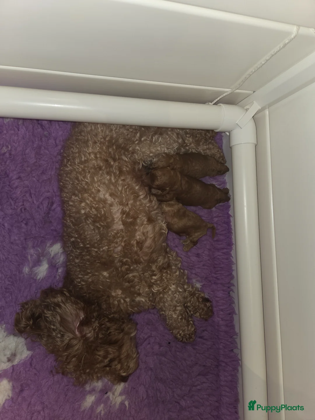 Poedel Toy honden te koop: Toypoedel pups  - Advertentie 2