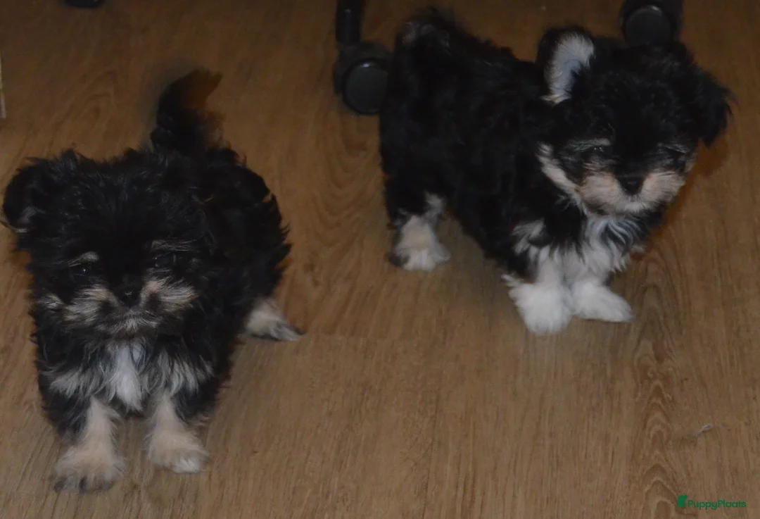 Kruising honden te koop: Mini Malchi / Mini Boomertje teefje Black & Tan  - Advertentie 5