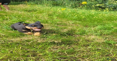 Rottweiler honden - Advertentie 6