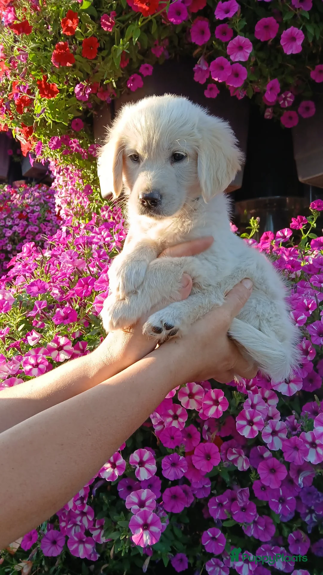 Golden Retriever honden te koop: Te koop  raszuivere golden retrievers pups  - Advertentie 1