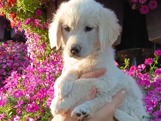 Golden Retriever honden Te koop raszuivere golden retrievers pups - Advertentie 14
