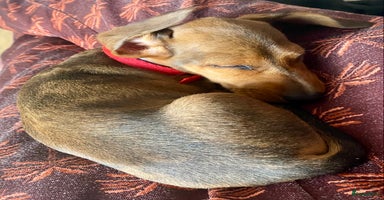 Teckel (korthaar)  honden - Advertentie 3