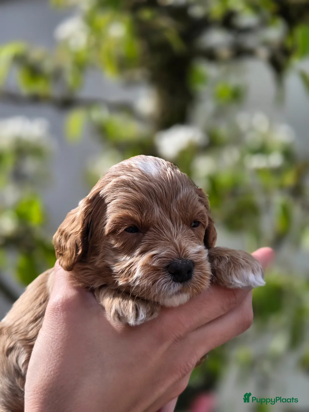Maltipoo honden te koop: Maltipoo pups - Advertentie 12