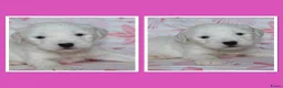 Tibetaanse Terriër honden te koop: Tibetaanse terrier pups  - Advertentie 8