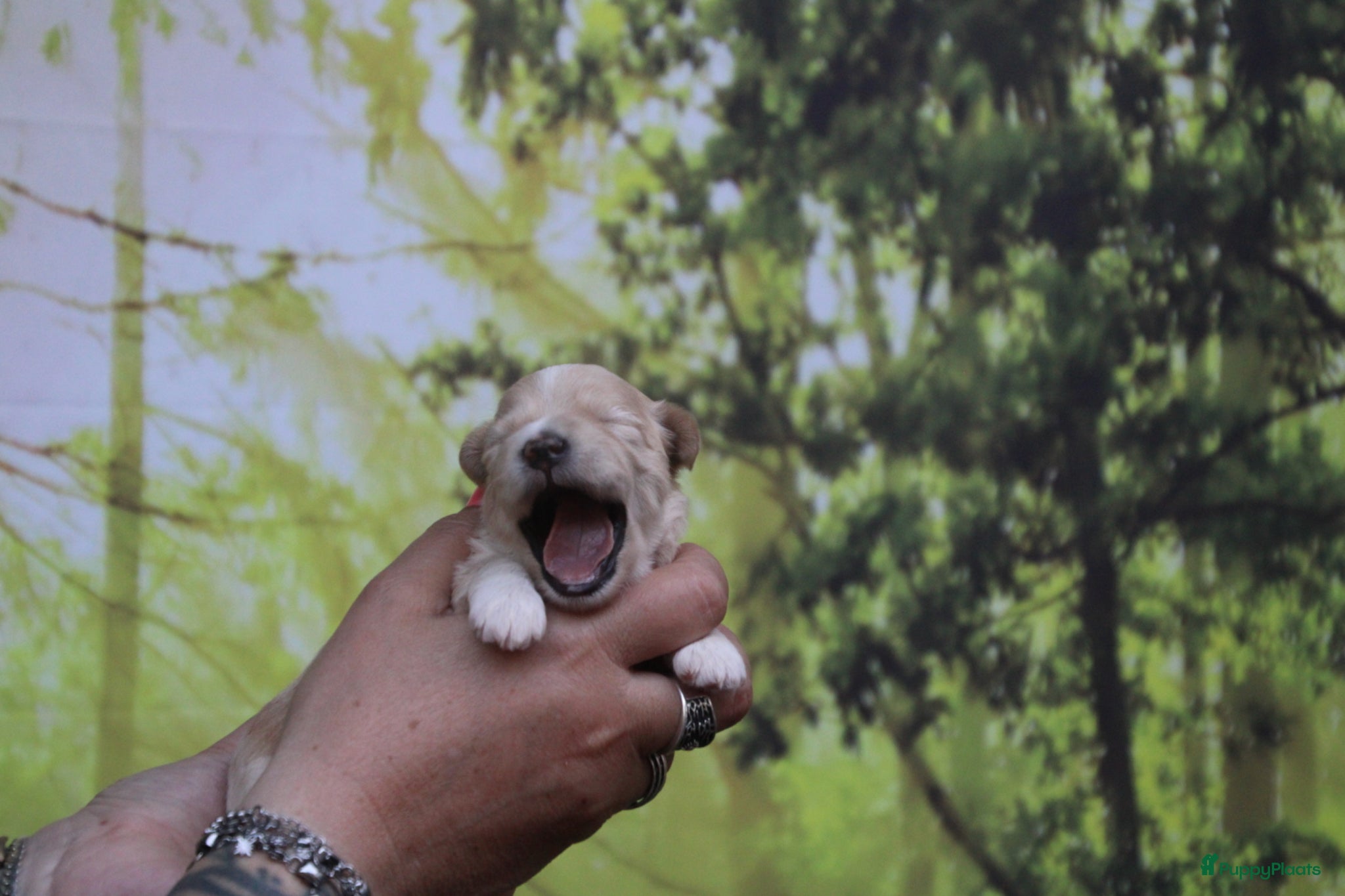 Havanezer honden Nog een reu beschikbaar!  - Advertentie 19