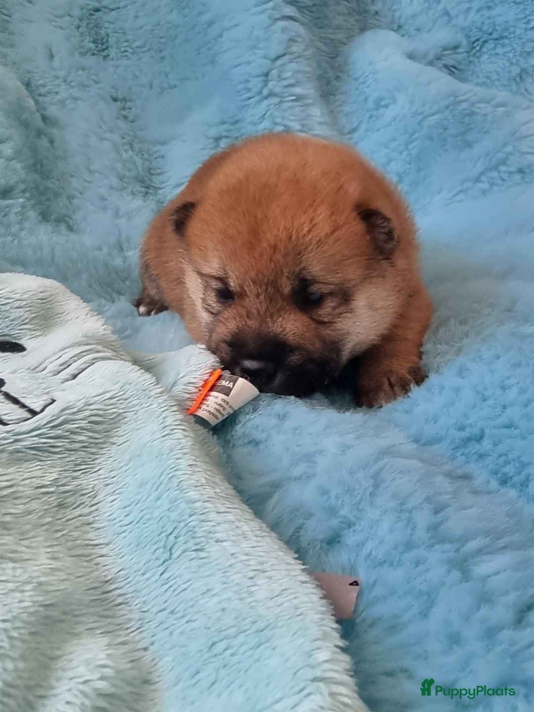 Shiba honden te koop: Shiba inu pups met f.c.i stamboom  - Advertentie 5