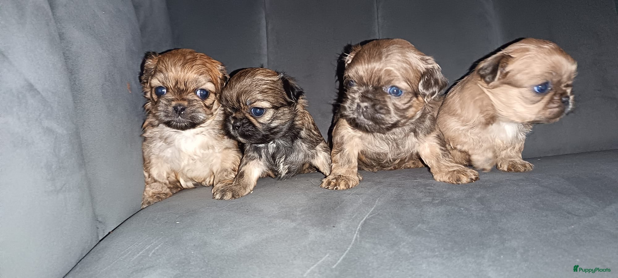 Shih Tzu honden Prachtig gekleurde Shih tzu pups - Advertentie 5