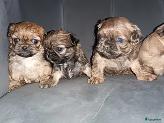 Shih Tzu honden Prachtig gekleurde Shih tzu pups - Advertentie 5
