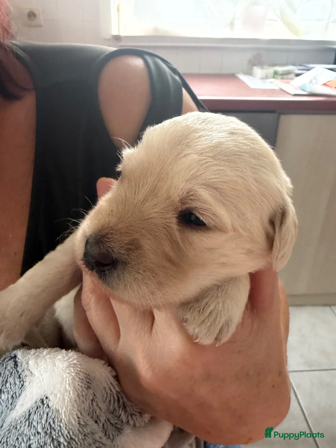 Labradoodle honden te koop: Laatste labradoodle teefje  - Advertentie 1