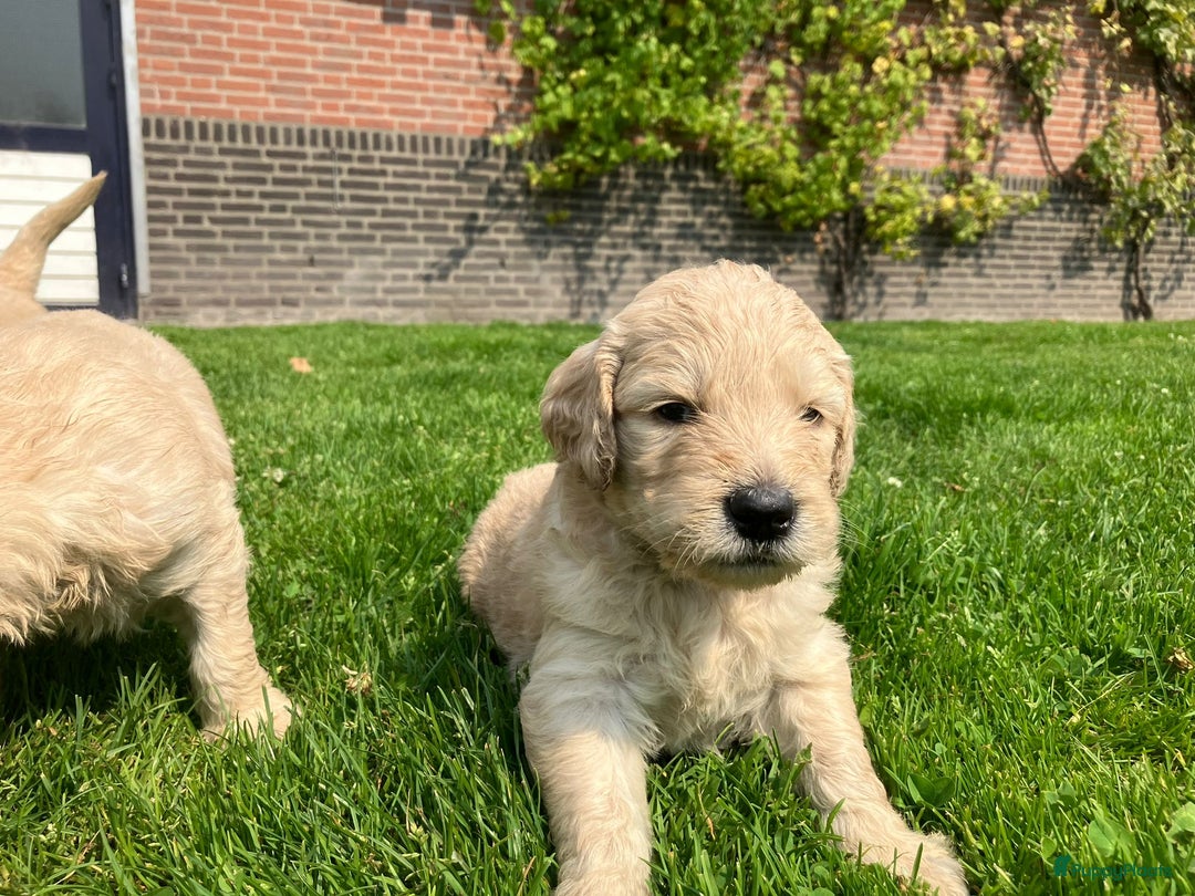 Goldendoodle honden te koop: F1 Goldendoodle pups - Afbeelding 7