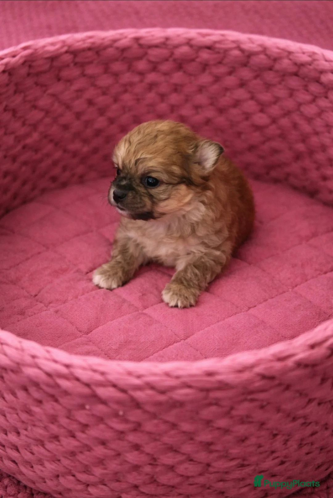 Pomeriaan honden te koop: Pomeranian pupjes  geboren 28-01-2026 - Advertentie 2