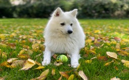 Keeshond honden te koop: Kruising Keeshond X Japanse Spits - Afbeelding 19