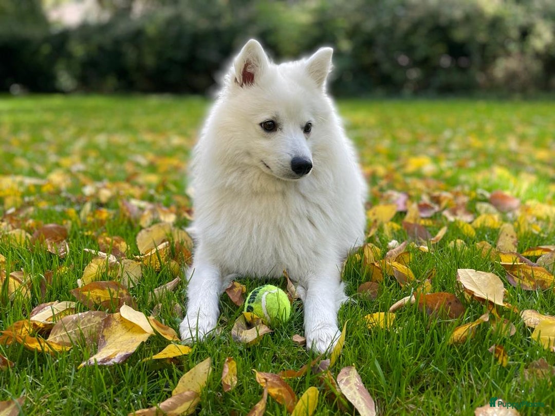 Keeshond honden te koop: Kruising Keeshond X Japanse Spits - Afbeelding 19