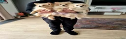 Pomeriaan honden te koop: drie pluizige baby's - Advertentie 13