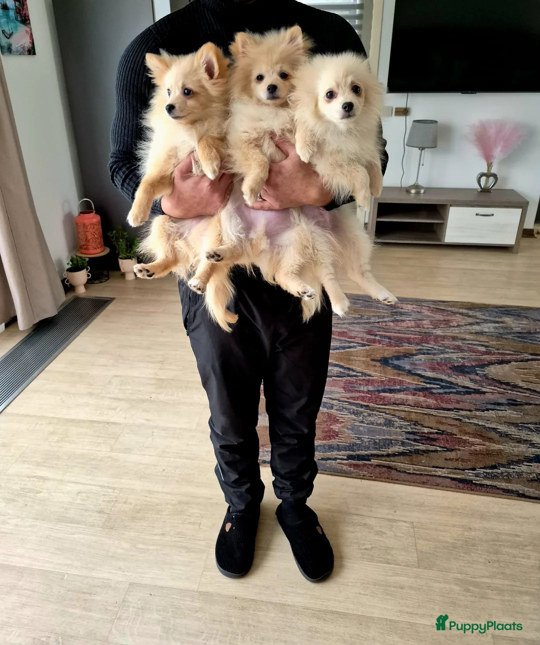 Pomeriaan honden te koop: drie pluizige baby's - Advertentie 13