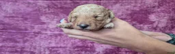 Cockapoo honden te koop: Cockapoo pupjes kleine maat - Advertentie 17