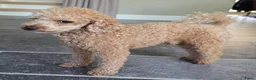 Poedel Toy honden ter dekking: Dekreu beschikbaar: Toy Poedel met FCI stamboom  - Advertentie 5