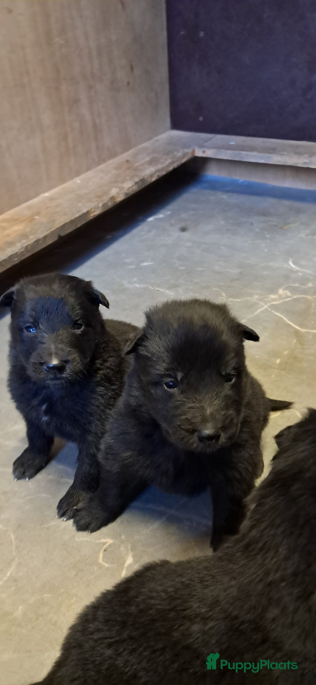 Groenendaeler honden te koop: Groenendaeler pups te koop - Advertentie 3