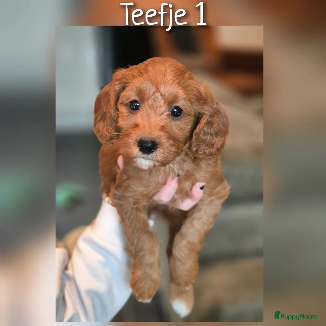 Cavapoo honden te koop: Prachtige Cavapoo pups beschikbaar  - Advertentie 1