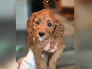 Cavapoo honden Prachtige Cavapoo pups beschikbaar - Advertentie 4