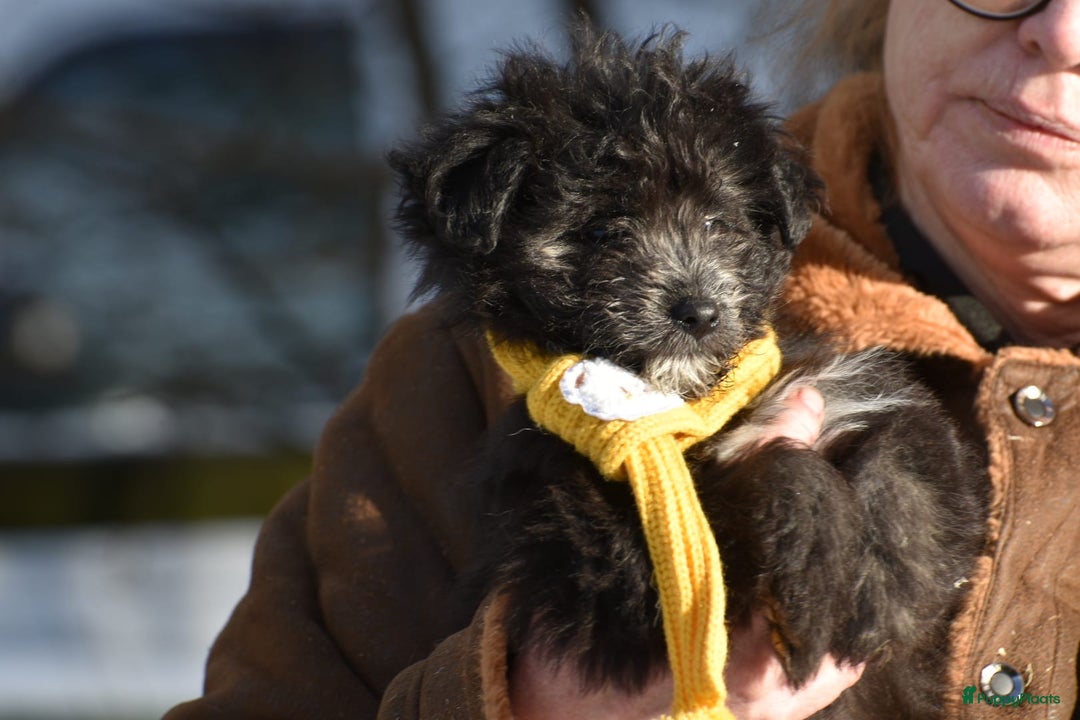 Kruising honden te koop: Zeer lieve pluizenbolletjes met krul 🤗 PomxPoedel - Advertentie 3