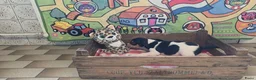 Boerenfox honden te koop: Boerenfox pups raszuiver - Advertentie 7