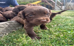 Duitse Staande Hond Langhaar honden te koop: Duitse staande langhaar pups  in Maastricht - Afbeelding 4