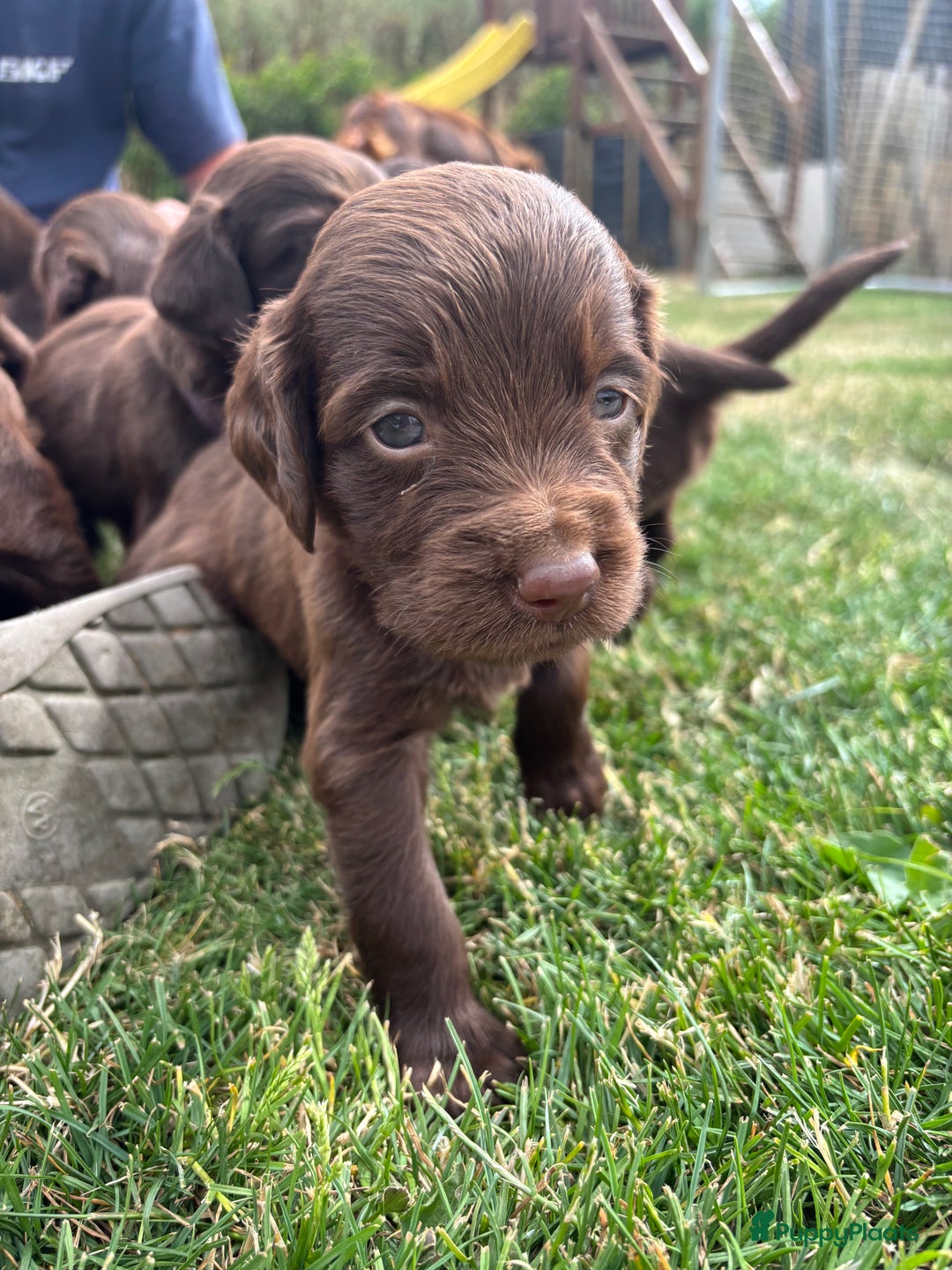 Duitse Staande Hond Langhaar honden te koop: Duitse staande langhaar pups  in Maastricht - Afbeelding 4