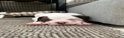 Amerikaanse Bulldog honden te koop: Amerikaanse Bulldog Teefje  - Advertentie 3
