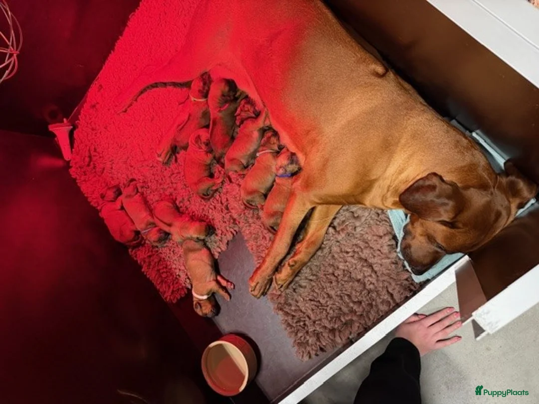 Rhodesian Ridgeback honden te koop: Rhodesian Ridgeback puppy's - Advertentie 2