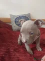 Amerikaanse Bully Puppy 2