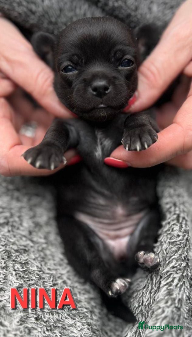 Chihuahua honden Mooie chihuahua pups - Advertentie 2