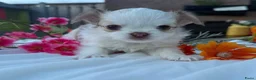 Chihuahua honden te koop: Prachtige langharige Chihuahua teefjes beschikbaar in Zevenaar - Advertentie 2