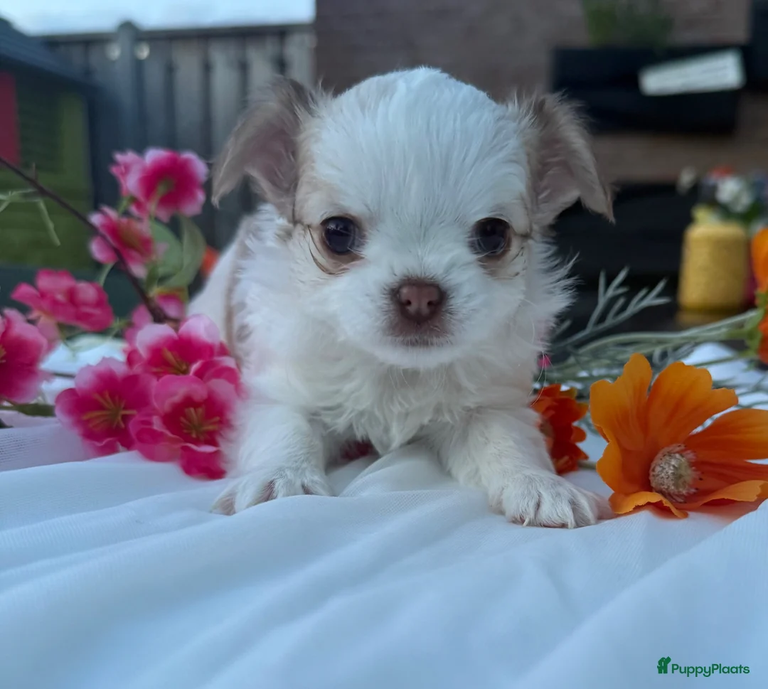 Chihuahua honden te koop: Prachtige langharige Chihuahua teefjes beschikbaar in Zevenaar - Advertentie 2
